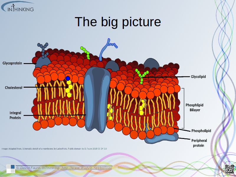 Membrane structure 